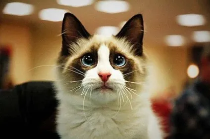 Який породи grumpy cat милашка сноу шу - домашні тварини (породи) Який породи grumpy cat милашка сноу шу - домашні тварини