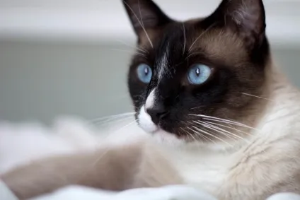 Який породи grumpy cat милашка сноу шу - домашні тварини (сноу) Який породи grumpy cat милашка сноу шу - домашні тварини