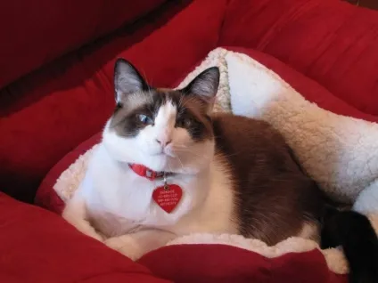 Який породи grumpy cat милашка сноу шу - домашні тварини (породи) Який породи grumpy cat милашка сноу шу - домашні тварини