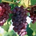 Як харчуватися восени