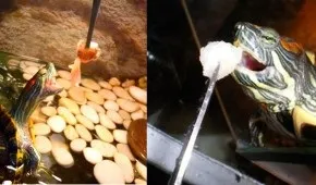 Як перевозити красноухую черепаху на далекі відстані (зверніть увагу наступні) Як перевозити красноухую черепаху на далекі відстані