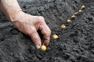 Як підготувати цибулю до посадки цибулю посадка і догляд