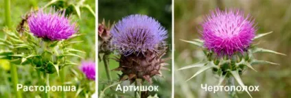 Як пити шрот розторопші - кілька простих способів (Олексія Шевченка «Здоровий) Як пити шрот розторопші - кілька простих способів