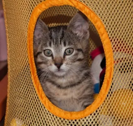 Як підстригти перського кота