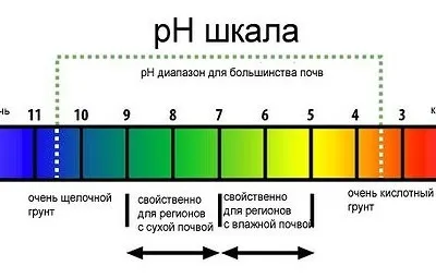 Як підвищити кислотність грунту, блог про флору (підвищити) Як підвищити кислотність грунту, блог про флору