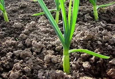 Як підвищити кислотність грунту, блог про флору (підвищити кислотність грунту) Як підвищити кислотність грунту, блог про флору