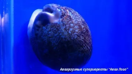 Як з'являються черепашки
