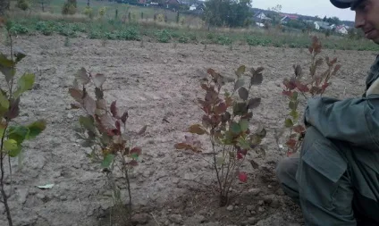 Як посадити барбарис восени і правильно доглядати круглий рік відео (восени) Як посадити барбарис восени і правильно доглядати круглий рік відео