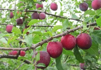 Як посадити і доглядати за аличею в середній полосеУкаіни (аличею) Як посадити і доглядати за аличею в середній полосеУкаіни