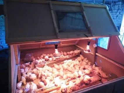 Як побудувати брудер для курчат своїми руками (брудер) Як побудувати брудер для курчат своїми руками
