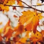 Як правильно харчуватися восени вибираємо топ 5 порад і ще чуть-чуть (харчування) Як правильно харчуватися восени вибираємо топ 5 порад і ще чуть-чуть