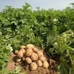 Як правильно харчуватися восени вибираємо топ 5 порад і ще чуть-чуть (восени) Як правильно харчуватися восени вибираємо топ 5 порад і ще чуть-чуть