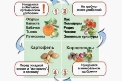 Як правильно вирощувати редиску умови посіву та тонкощі вирощування (правильно) Як правильно вирощувати редиску умови посіву та тонкощі вирощування