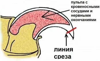 Як правильно обрізати кігті собаці (собаці) Як правильно обрізати кігті собаці