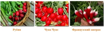 Як правильно виростити редиску у відкритому грунті - сорти, посадка, догляд (редиску) Як правильно виростити редиску у відкритому грунті - сорти, посадка, догляд