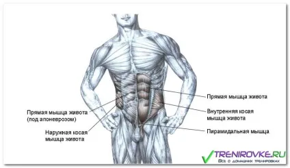 Косі м'язи живота - як накачати зовнішні м'язи, вправи, фото, відео