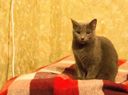 Кот написав на диван як прибрати запах котячої сечі (написав) Кот написав на диван як прибрати запах котячої сечі