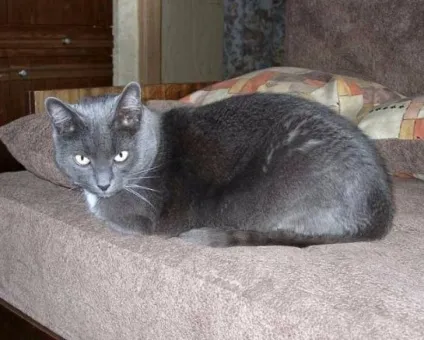 Кот написав на диван як прибрати запах котячої сечі (котячої) Кот написав на диван як прибрати запах котячої сечі