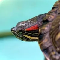 З якого віку жінка вУкаіни вважається старородящей в 2017 році (росії) З якого віку жінка вУкаіни вважається старородящей в 2017 році