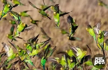 Скільки живуть хвилясті папуги (скільки) Скільки живуть хвилясті папуги