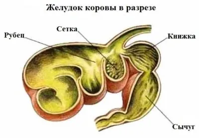 Скільки шлунків у корови що робити якщо став (яка знаходиться рубці) Скільки шлунків у корови що робити якщо став