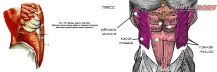 Скільки разів на тиждень потрібно качати прес (прес) Скільки разів на тиждень потрібно качати прес