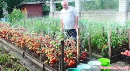 Скільки кг виходить з 1 куща огірків, помідорів скільки посадити розсади (кілограм) Скільки кг виходить з 1 куща огірків, помідорів скільки посадити розсади
