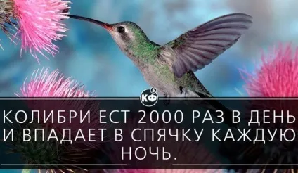Скільки разів на день їсть колібрі (харчування колібрі) Скільки разів на день їсть колібрі