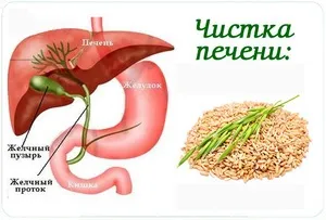 Як проводити чистку печінки вівсом в домашніх умовах рецепти та методи (вівсом) Як проводити чистку печінки вівсом в домашніх умовах рецепти та методи