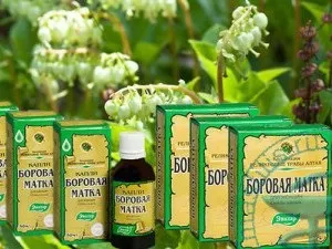 Як приймати шавлія і борову матку для зачаття (шавлія) Як приймати шавлія і борову матку для зачаття