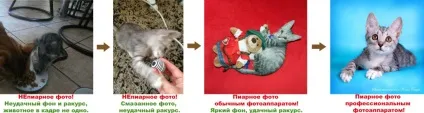 Як прилаштувати бездомну тварину, потеряшка нск (прилаштувати) Як прилаштувати бездомну тварину, потеряшка нск