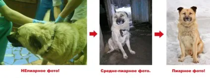 Як прилаштувати бездомну тварину, потеряшка нск (тварина) Як прилаштувати бездомну тварину, потеряшка нск