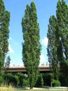 Як садити пірамідальна тополя - легка справа (садити) Як садити пірамідальна тополя - легка справа