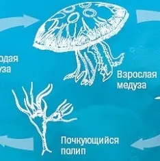 Як розмножуються медузи (розмноження) Як розмножуються медузи