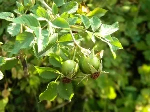 Як розмножити шипшина, корисні поради господарочкам