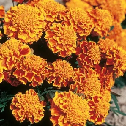 Як садити чорнобривці на балконі 3 факти на користь посадки (Поширені відтінки суцвіть) Як садити чорнобривці на балконі 3 факти на користь посадки