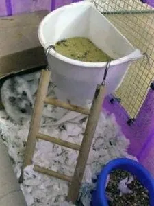 Як зробити клітку для хом'яка своїми руками (клітка для хом'яка) Як зробити клітку для хом'яка своїми руками