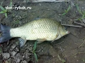 Як зробити салапінскую кашу для фідера в домашніх умовах, рибалка на дону (домашніх) Як зробити салапінскую кашу для фідера в домашніх умовах, рибалка на дону