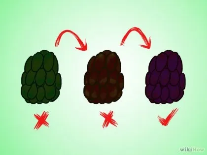 Як збирати ожину 1