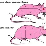 Як врятуватися від злих собак (собак) Як врятуватися від злих собак
