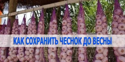 Як зберегти часник до весни, корисні поради (часник) Як зберегти часник до весни, корисні поради