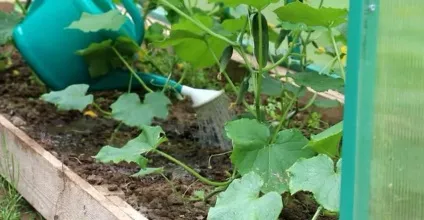 Як врятувати огірки