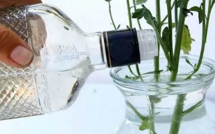 Як зберегти букет у вазі (зрізані квіти у вазі) Як зберегти букет у вазі