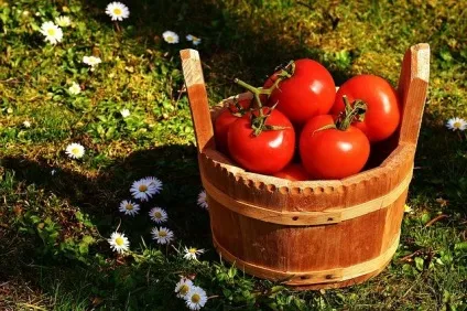 Як солити помідори на зиму в банках і в бочці (Сіль столові ложки) Як солити помідори на зиму в банках і в бочці