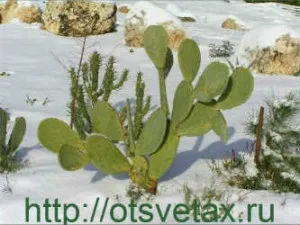 Кактуси ростуть тільки в америці (ростуть) Кактуси ростуть тільки в америці