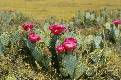 кактуси Мексики