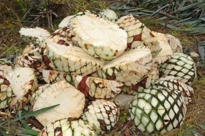 кактуси Мексики