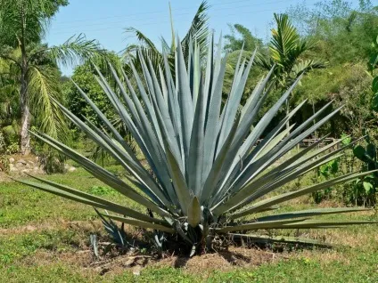 кактуси Мексики