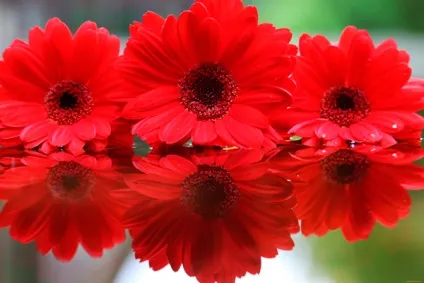 Як доглядати за зрізаної герберою - статті про квіти на express (mfloraexpress) Як доглядати за зрізаної герберою - статті про квіти на express