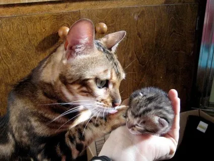 Як доглядати за очима кошеня, рудий кіт (як доглядати за очима кошеня? Рідка шкіра Запоріжжя) Як доглядати за очима кошеня, рудий кіт